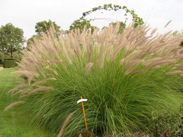 Pennisetum setaceum